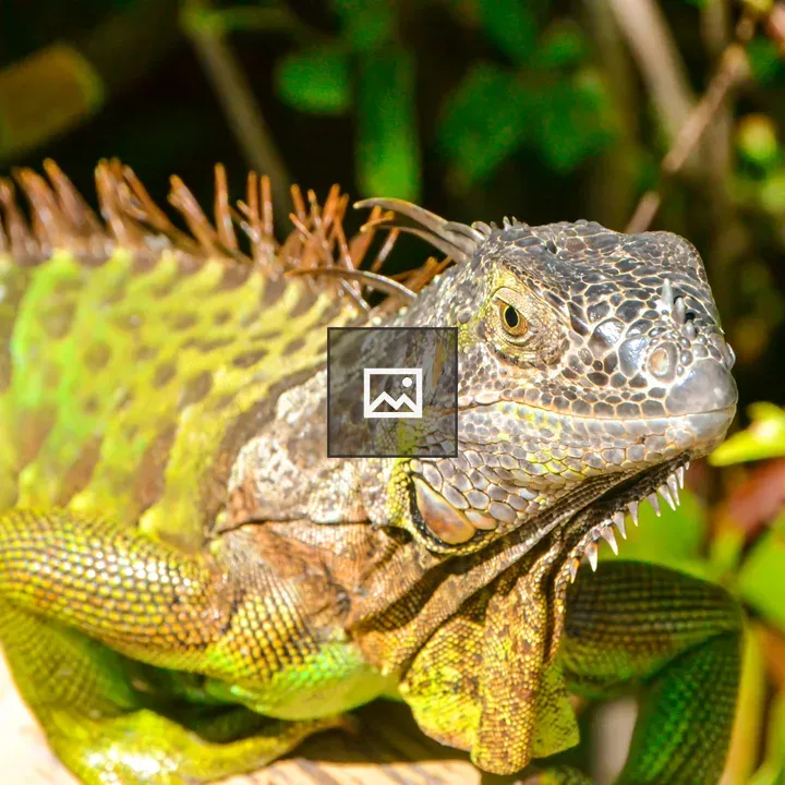 Wild iguana in Florida Keys