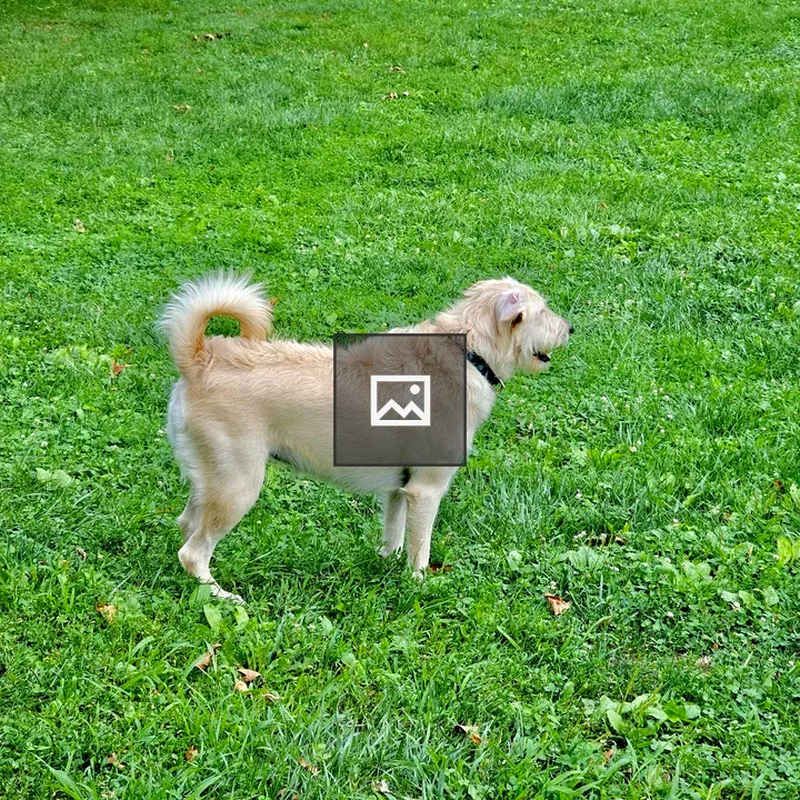 Dog Looking for Master in Central Park