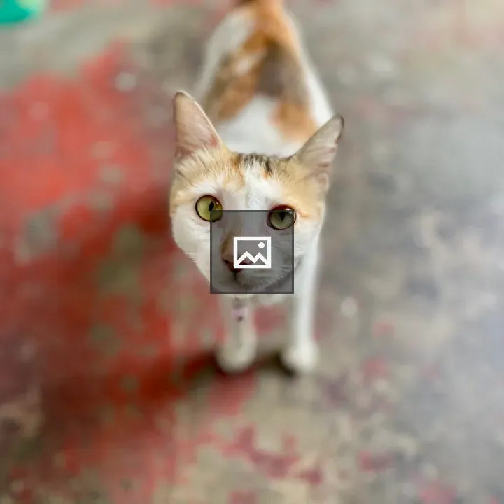 Curious cat on red floor