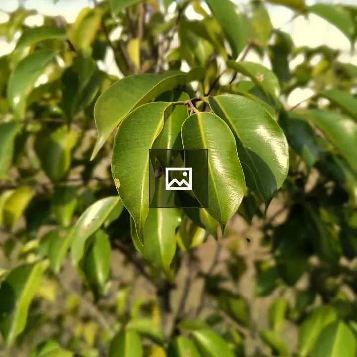 Close-up of green leaves on branch