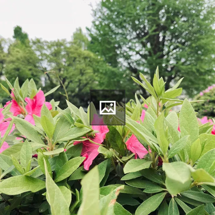 Azalea Plants in Bloom