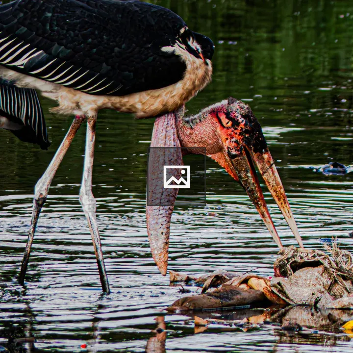 Marabou Stork in Shallow Water