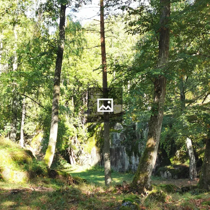 Sunny woods scene with trees