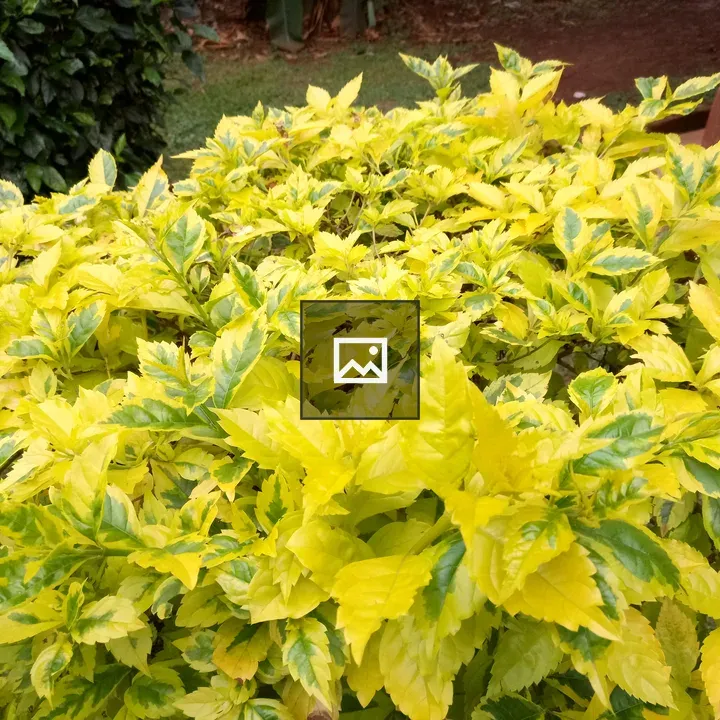 Close-up of yellow-green bush leaves