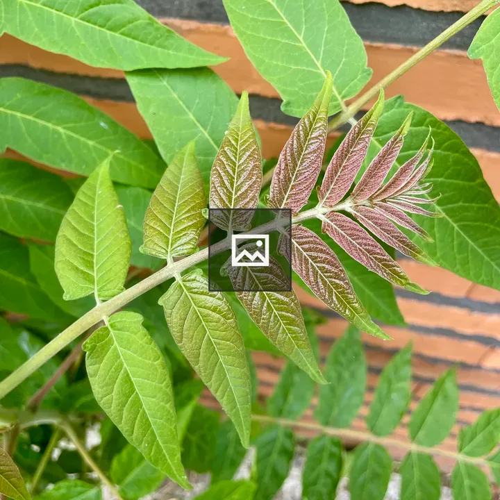 Branch with Pinnately Compound Leaves