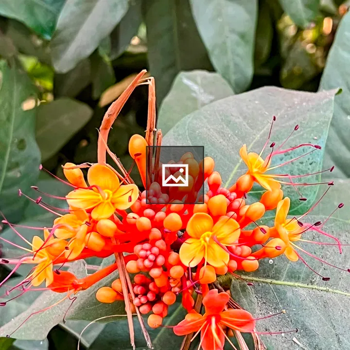 Ashoka flowers close-up