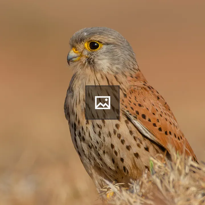 Male Common Kestrel