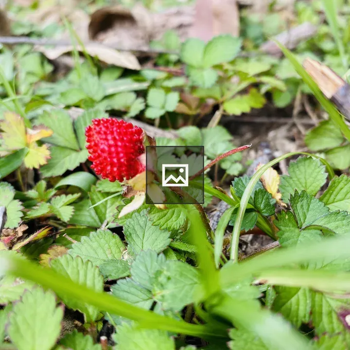 Wild strawberry in Sri Lanka