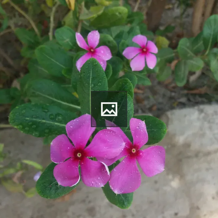 Five pink petal flower