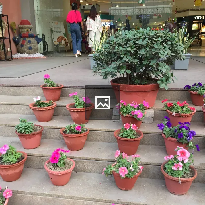 Potted flowers on concrete steps