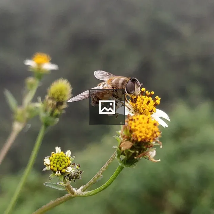 Honey Bee Macro