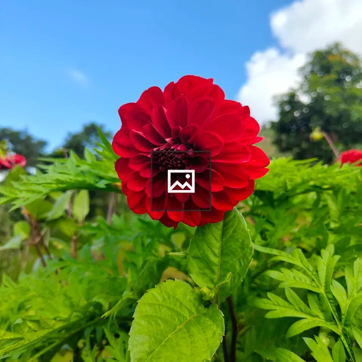 Red Flower Among Green Foliage