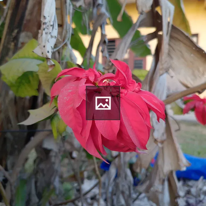 Red flower with curling petals