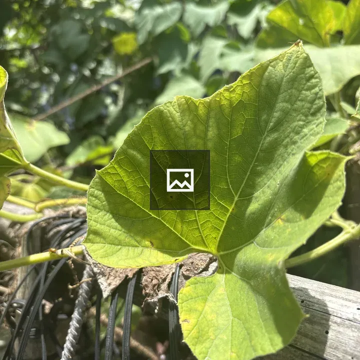Close-up Green Leaf Surface