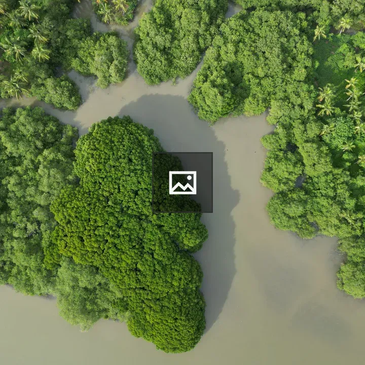 Aerial river with trees