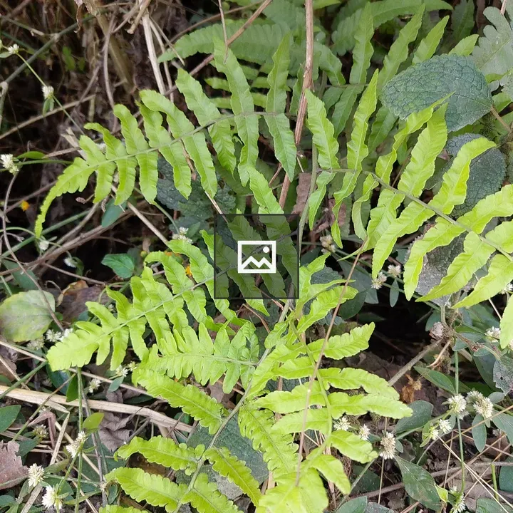 Fern fronds close-up