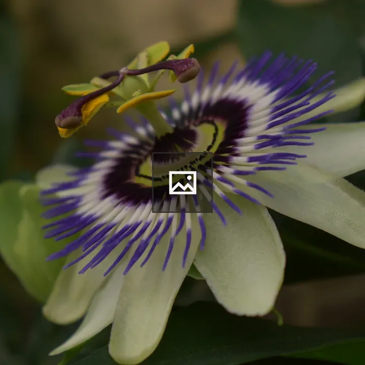 Passion flower close-up