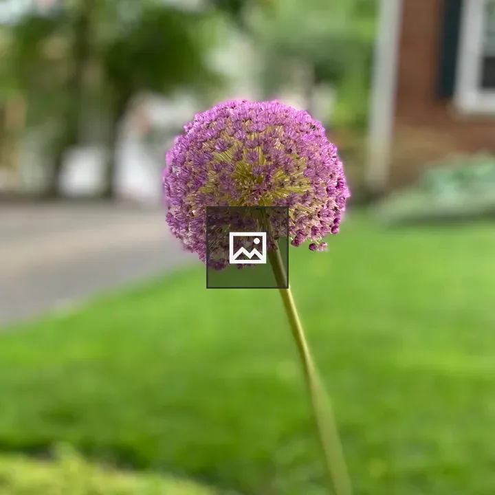 Giant onion plant with purple globe flower