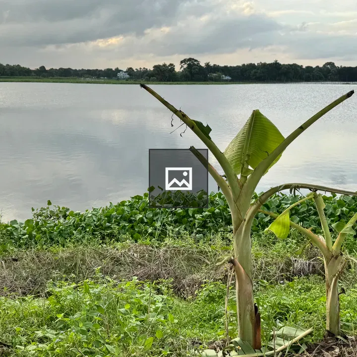 Young banana plants along riverbank