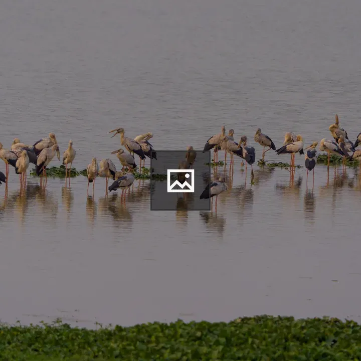 Storks in Shallow Water
