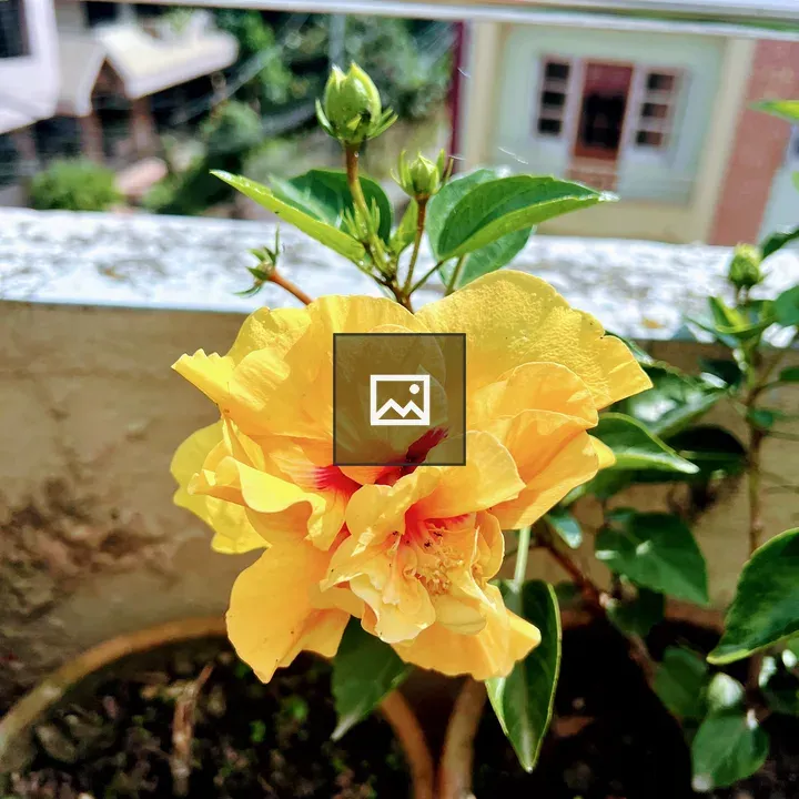 Yellow hibiscus in pot