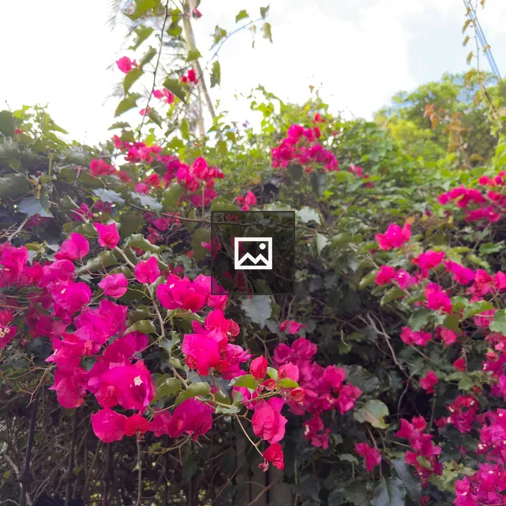 Bougainvillea Cluster in Greenery