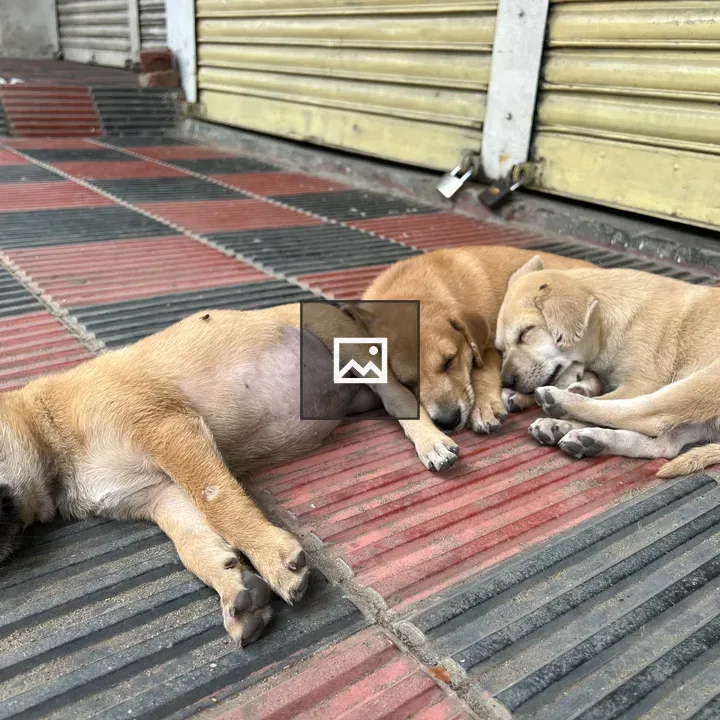 Young dogs sleeping in a pile