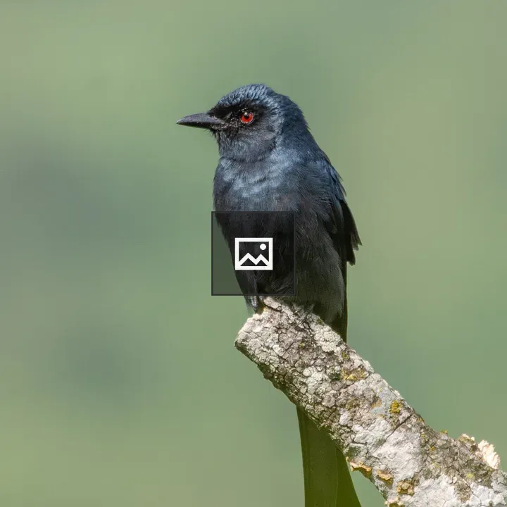 Black Drongo on Branch