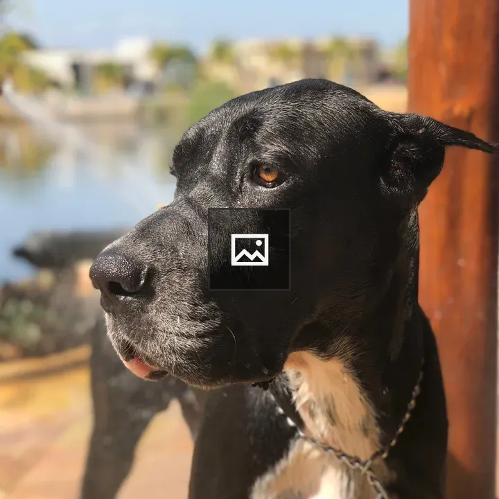 Great Dane in Profile