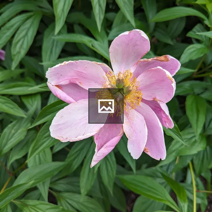 Pink Peony Close-Up