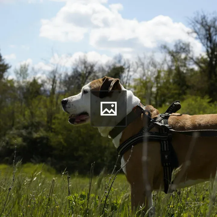 Dog in a sunlit field