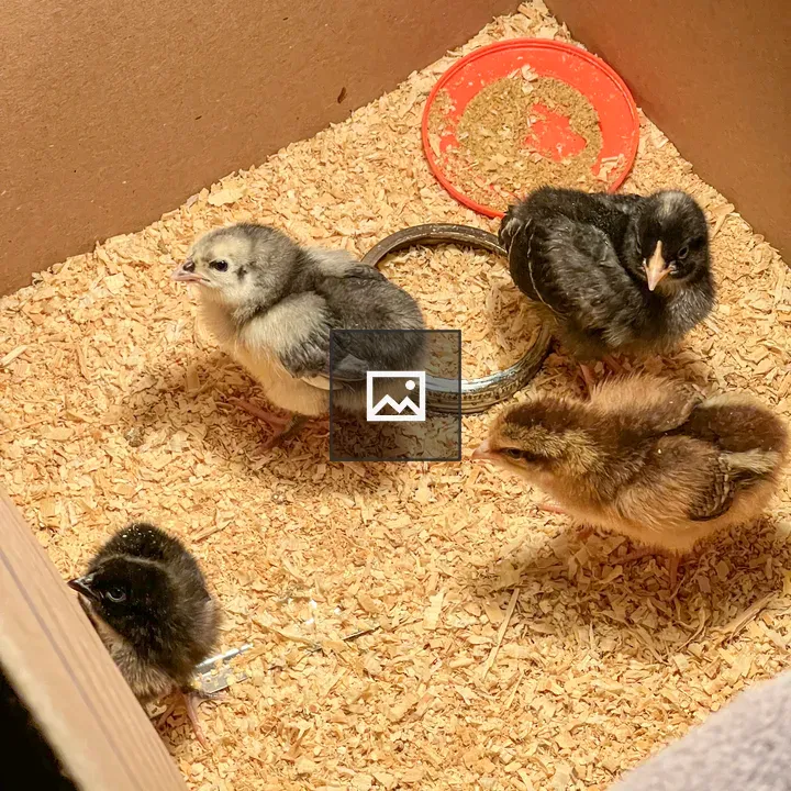 Four baby chickens in a box