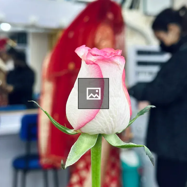 Pink and White Rosebud