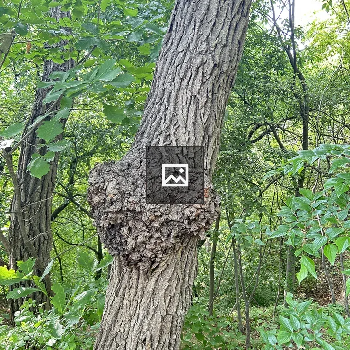 Heart-shaped burl on tree trunk