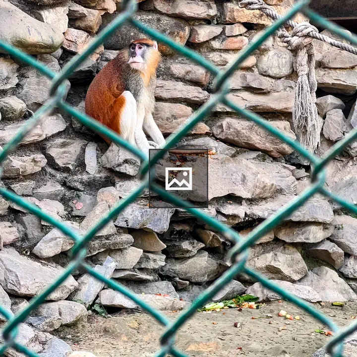 Patas monkey on rock wall
