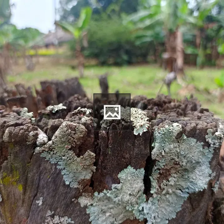 Weathered tree stump with moss
