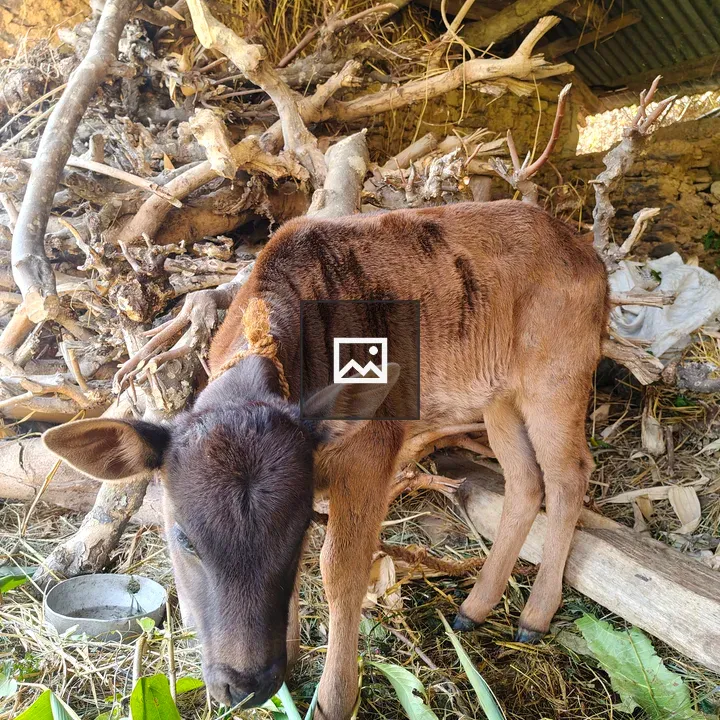 Calf in Rustic Shelter
