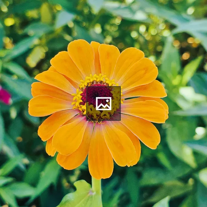 Yellow flower zinnia