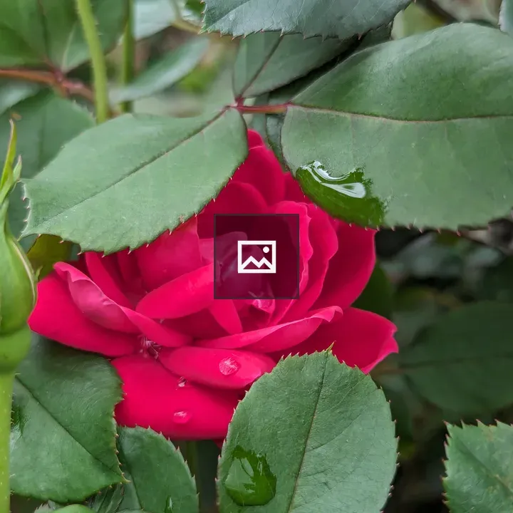 Red Rose with Dew Drops