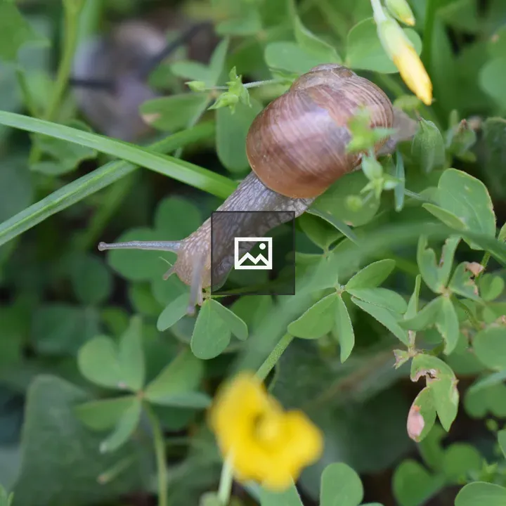 Snail in the Garden (Close Up)