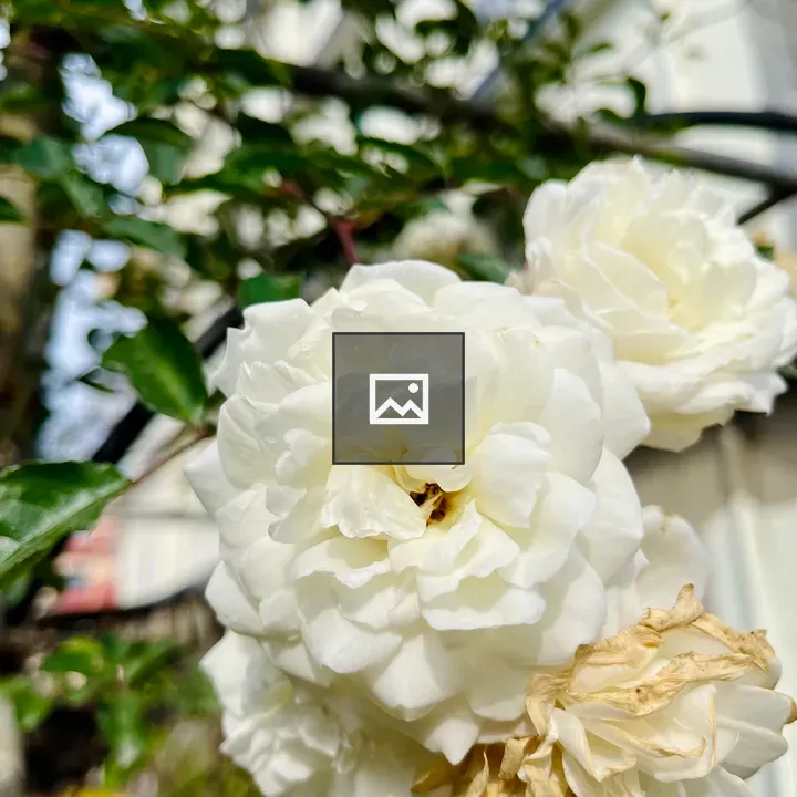White Rose Cluster Close-Up