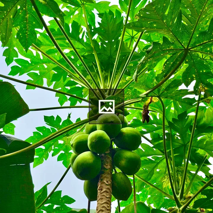 Papaya tree with tender fruits
