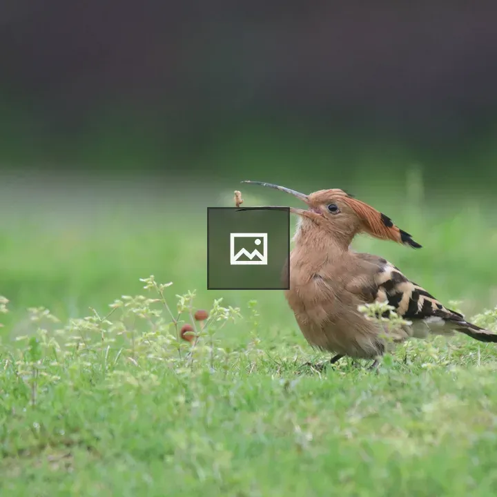 Eurasian Hoopoe Catching Insect