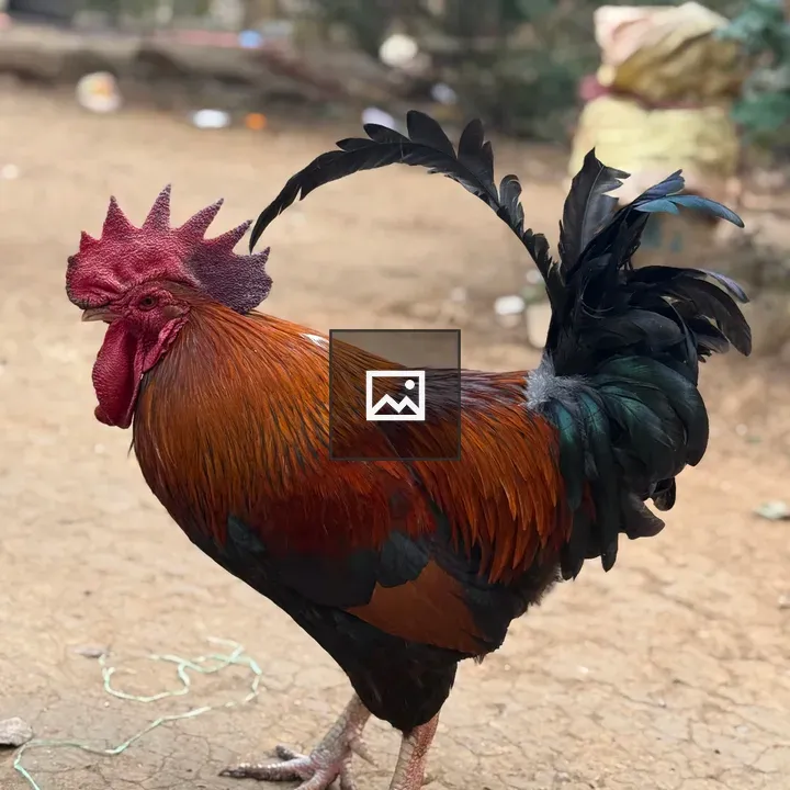 Vibrant rooster on path
