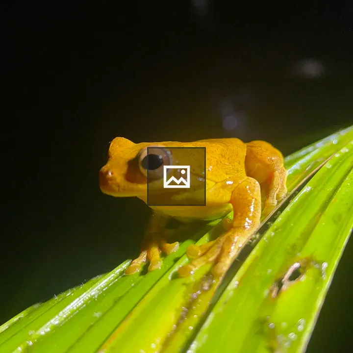 Orange frog on leaf