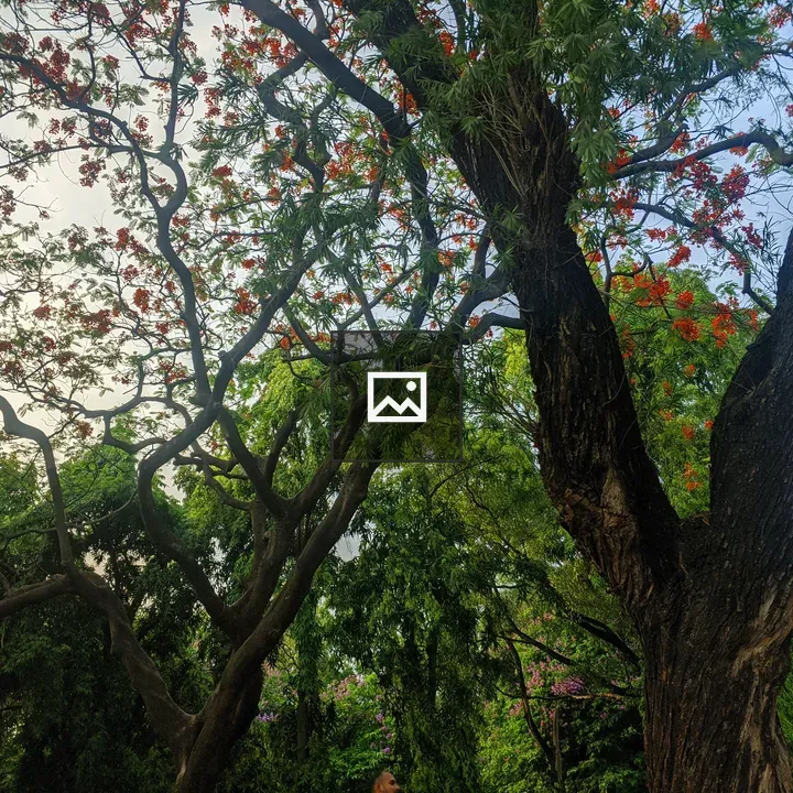 Old tree in Zia Uddan park