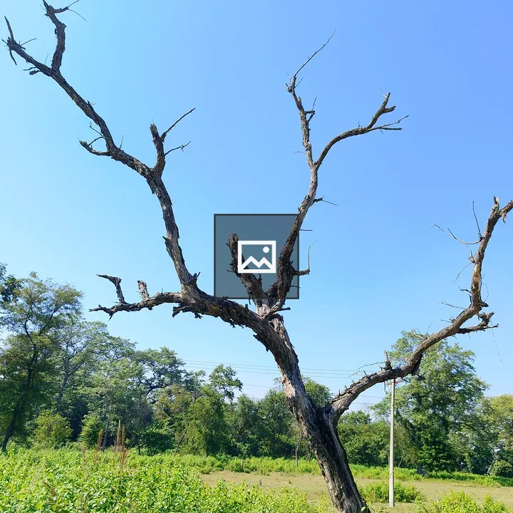 Barren Tree Against Blue Sky
