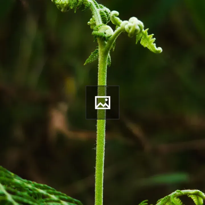 Young fern frond unfurling