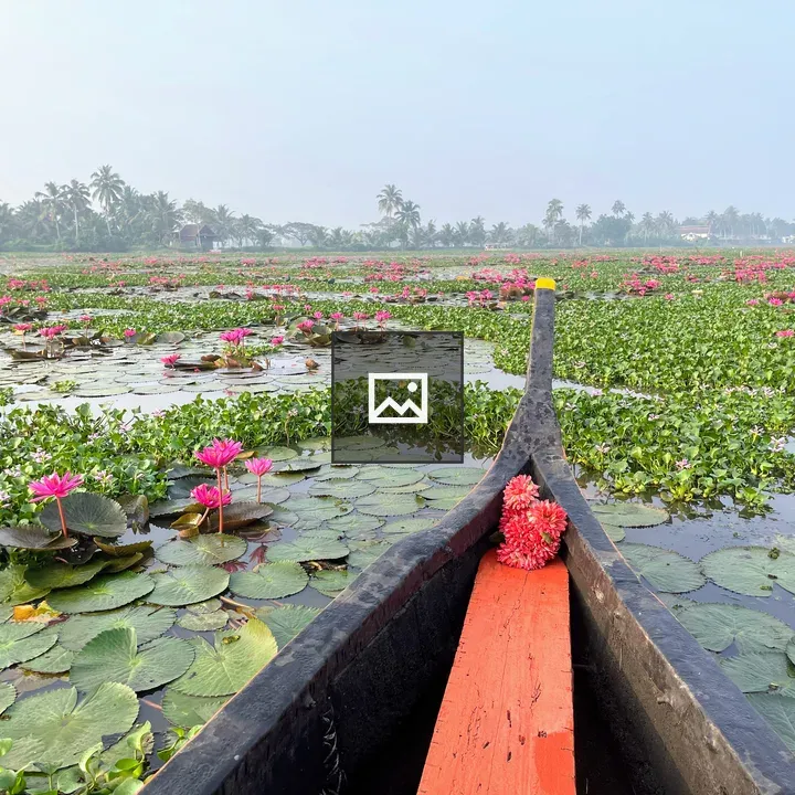 Boat on Pink Lotus Pond in Kerala