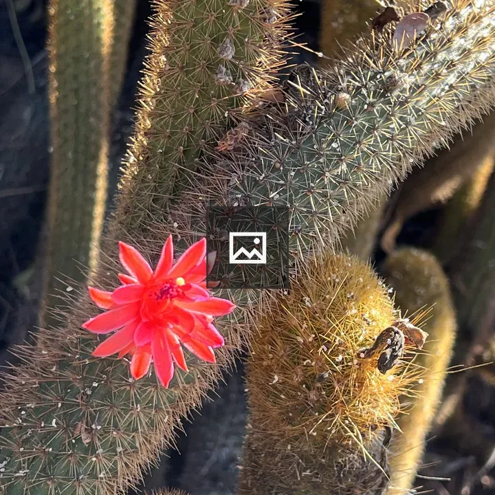 Cactus in Huntington Garden